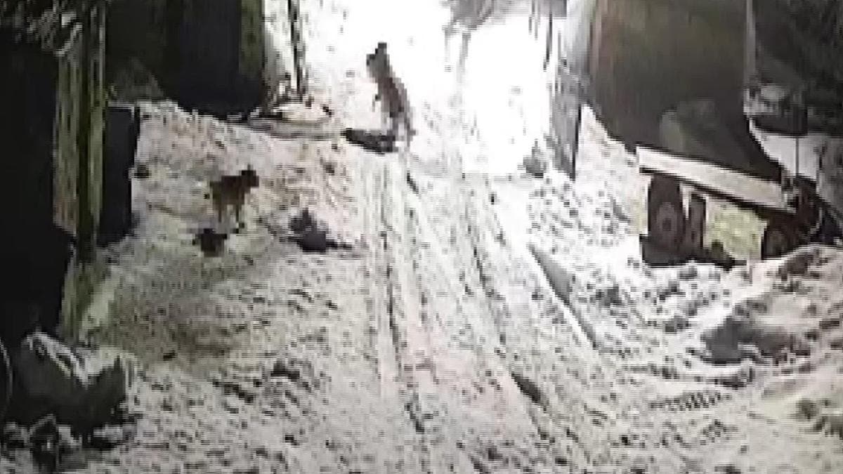 Köye inen kurtlar köpeği alıp götürdü