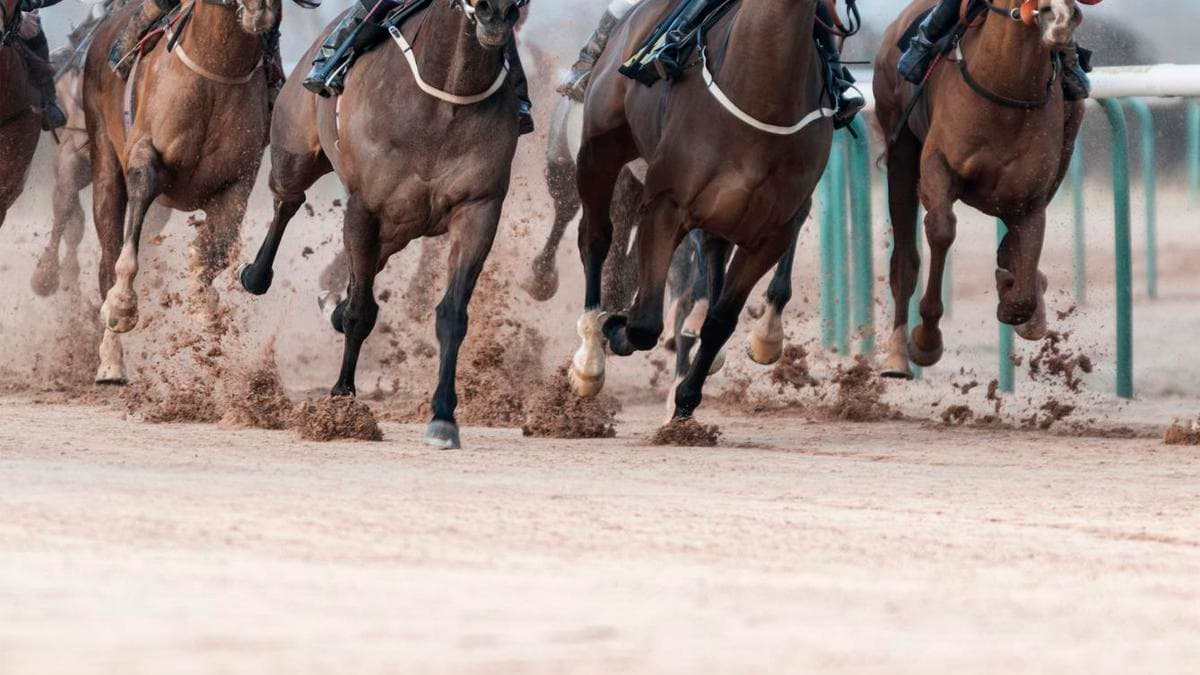 Adana'da sakatlanan yarış atının kesilip, Mersin'de kavurma yapıldığı iddiası