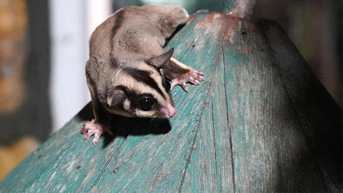 Kaçak Bakılan 33 'Uçan Sincap' Ele Geçirildi ve Rehabilitasyona Alındı