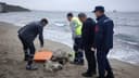Tekirdağ Sahilinde Ölü Caretta Caretta Bulundu