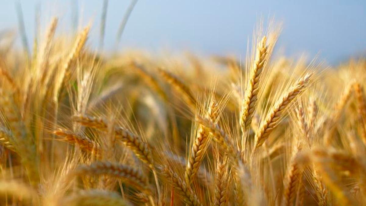 Küresel Gıda Fiyatları Martta Zirvede: FAO Endeksi Son 6 Ayın En Yükseğinde