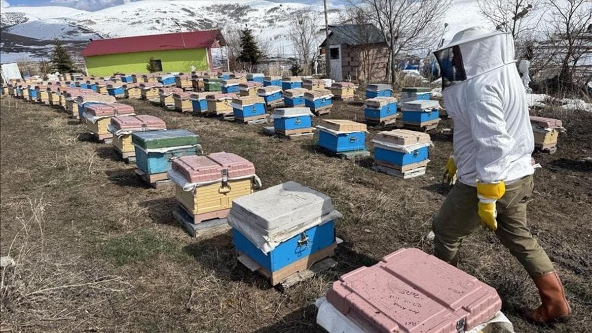 Ardahan'da Arıcılık Sezonu Başladı: Kafkas Arıları Kayıpsız Bahara Çıktı