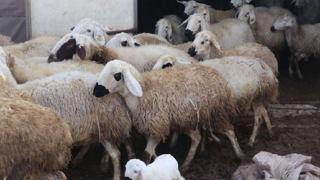 Küçükbaş Hayvancılık Desteği İçin Başvurular Başladı