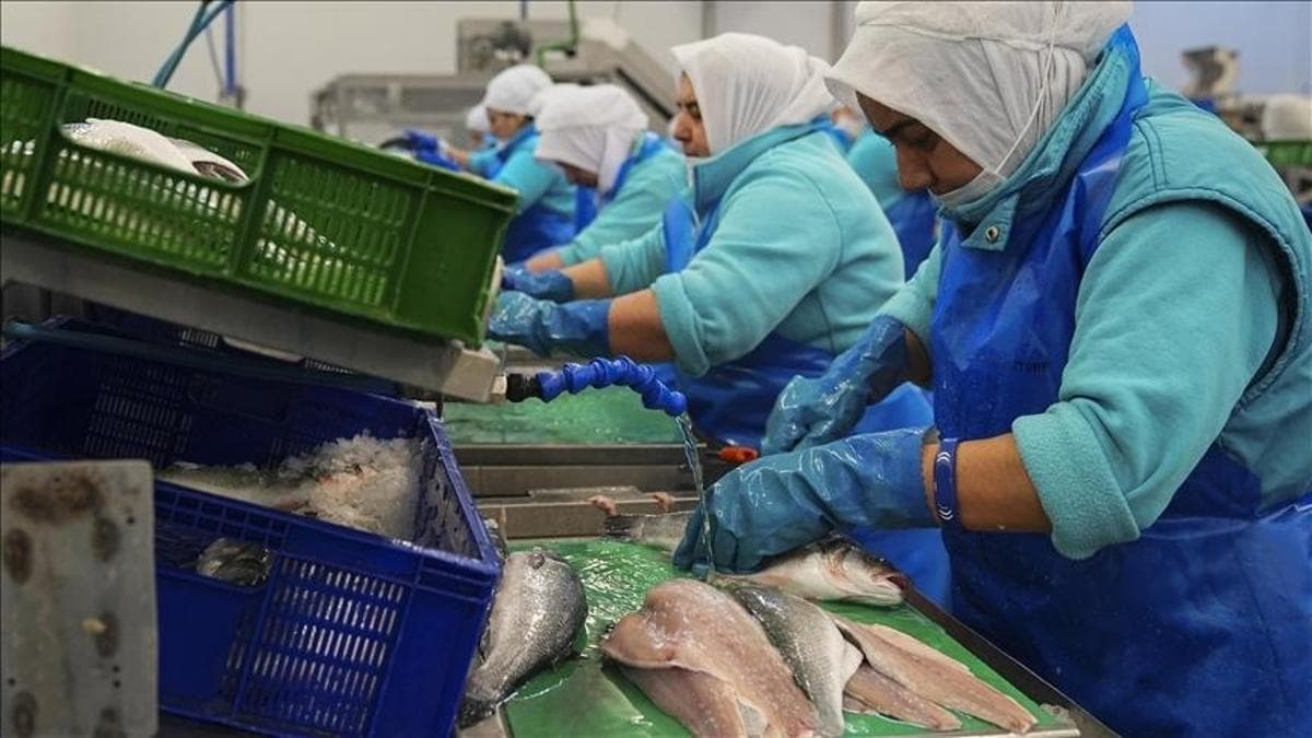 Türk Su Ürünleri İhracatı Rekor Kırdı: İlk 2 Ayda 382 Milyon Dolar