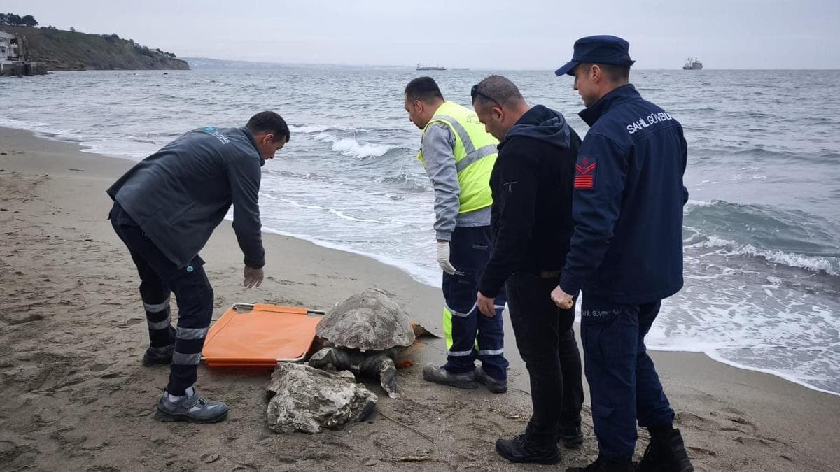 Tekirdağ Sahilinde Ölü Caretta Caretta Bulundu