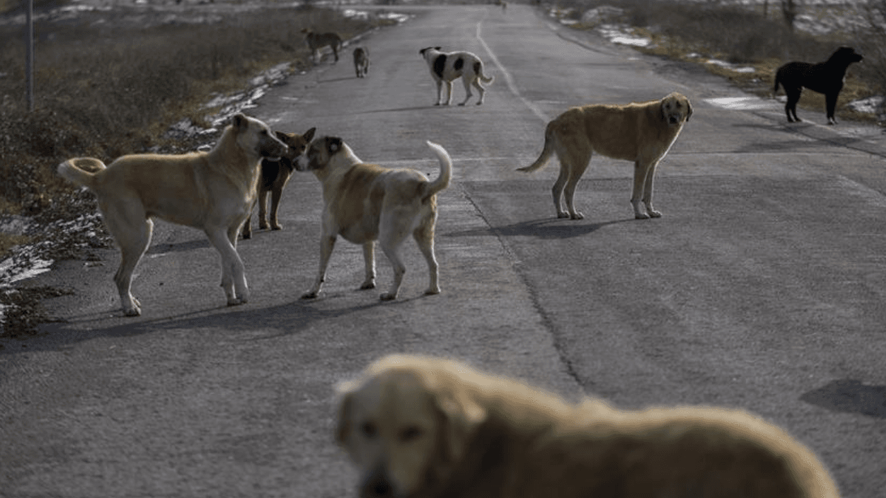 İstanbul Valiliği Belediyelere Sokak Köpekleri İçin Süre Verdi