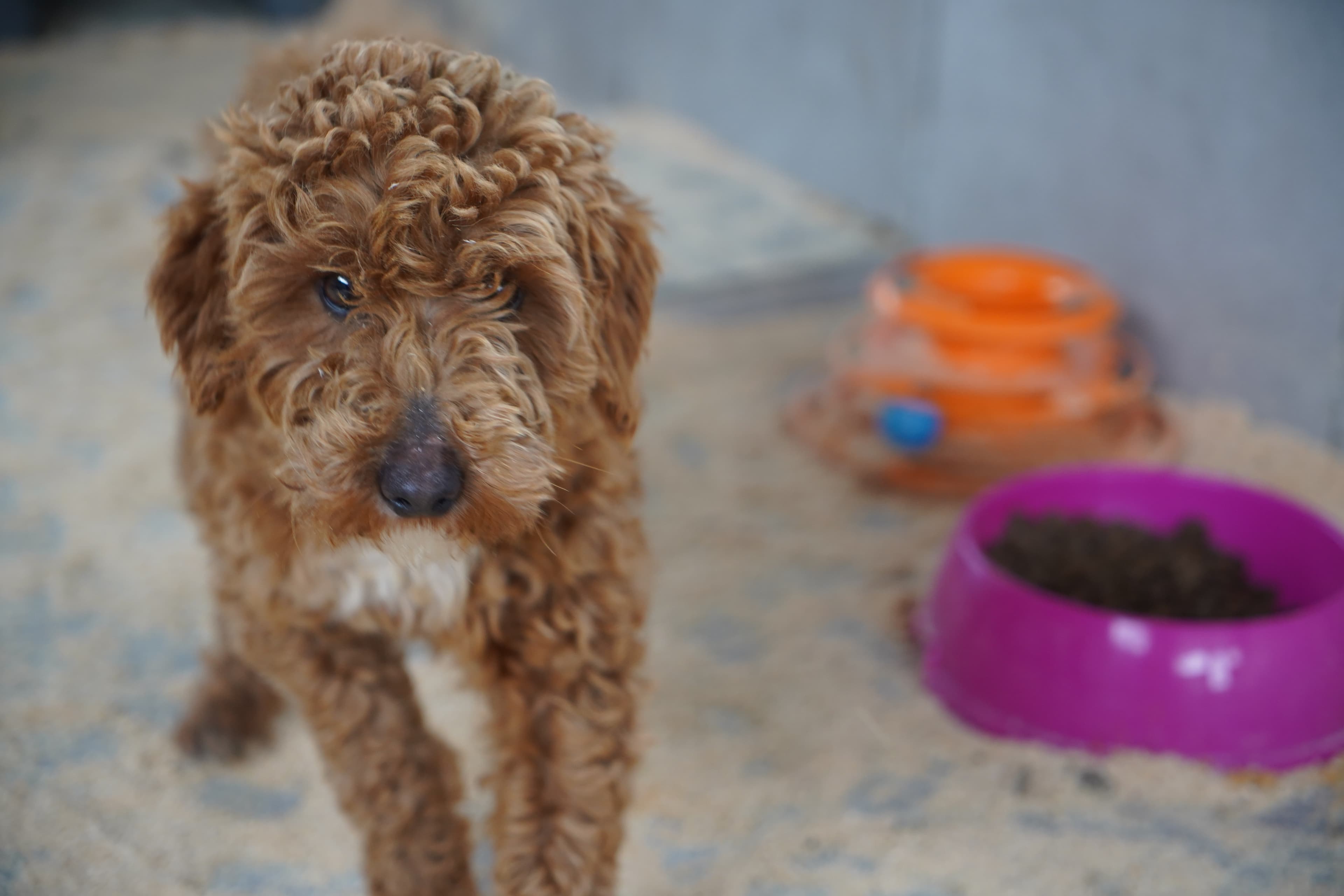 Edirne'de Kaçak Köpek Üretimine 2 Milyon Lira Ceza